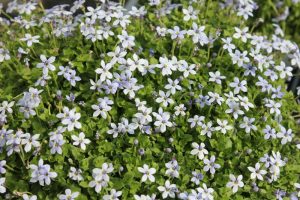 Isotoma fluviatilis 'Dark Blue' – Halvány harangszirom 9x9