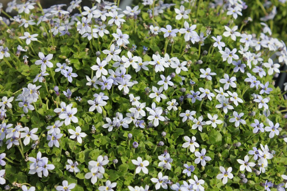 Isotoma fluviatilis 'Dark Blue' – Halvány harangszirom 9x9