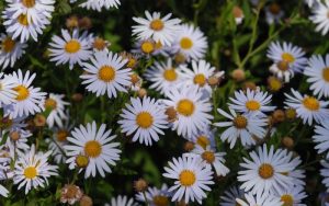 Kalimeris incisa 'Madiva' – Tarka kalimerisz 9x9