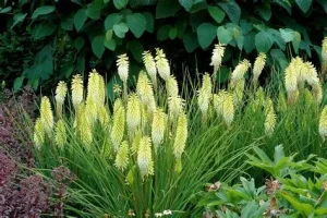 Kniphofia 'Lemon Popsicle' – Fáklyaliliom D14