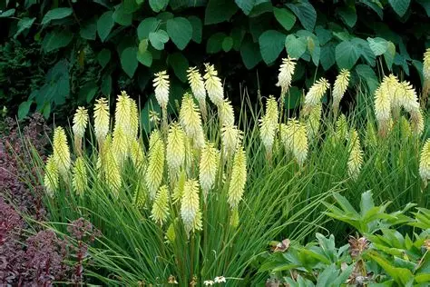 Kniphofia 'Lemon Popsicle' – Fáklyaliliom D14