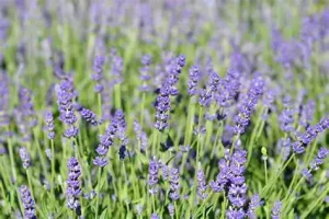 Lavandula angustifolia 'Essence Purple' - Angol levendula D14