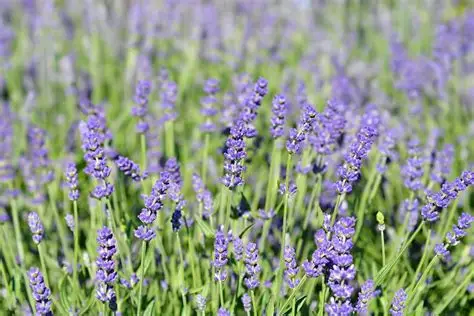 Lavandula angustifolia 'Essence Purple' - Angol levendula D14