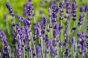 Lavandula angustifolia 'Hidcote' - Angol levendula 9x9