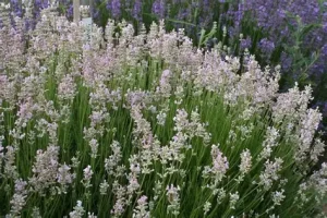 Lavandula angustifolia 'Rosea' – Angol levendula 9x9