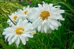 Leucanthemum 'Victorian Secret' - Margaréta D14