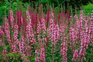 Lythrum salicaria 'Pink Blush' - Réti füzény 9x9