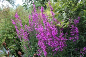 Lythrum virgatum 'Dropmore Purple' – Vesszős füzény 9x9