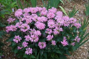 Monarda 'Bubblegum Blast' - Méhbalzsam D14