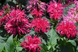 Monarda didyma 'Balmy Rose' – Méhbalzsam D14