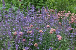 Nepeta x faassenii 'Kit Cat' - Macskamenta 9x9