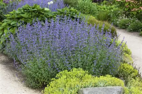 Nepeta x faassenii 'Picture Purrfect' - Kerti macskamenta D14