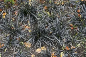 Ophiopogon planiscapus 'Niger' – Kígyószakáll 9x9