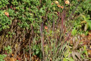 Panicum virgatum 'Purple Breeze' – Vesszős köles 9x9