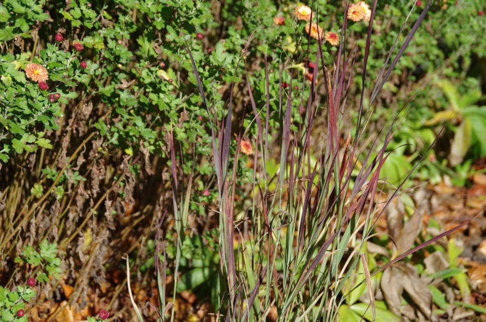 Panicum virgatum 'Purple Breeze' – Vesszős köles 9x9