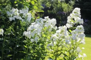 Phlox paniculata 'David' - Bugás lángvirág D14
