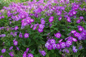 Phlox paniculata 'Laura' – Bugás lángvirág D14