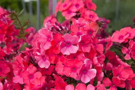 Phlox paniculata 'Spitfire' – Bugás lángvirág D14