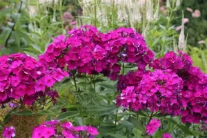 Phlox paniculata 'Düsterlohe' - Bugás lángvirág D14