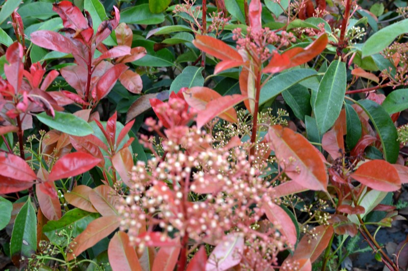 Photinia x fraeseri 'Robusta Compacta' – Korallberkenye 40-50 cm