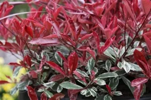 Photinia x fraseri 'Pink Marble'– Rózsaszín tarkalevelű korallberkenye 40-50 cm