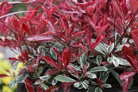 Photinia x fraseri 'Pink Marble'– Rózsaszín tarkalevelű korallberkenye 40-50 cm