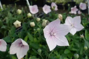 Platycodon grandiflorus 'Astra Rose' - Léggömbvirág 9x9