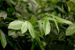 Prunus laurocerasus 'Caucasica' - Babérmeggy 50-60 cm földlabdás