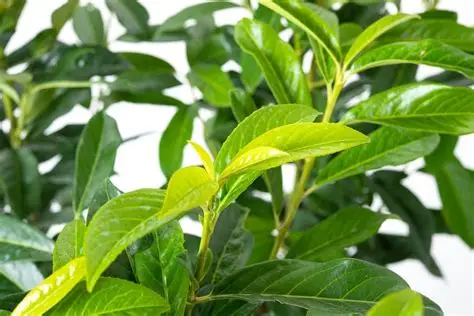 Prunus laurocerasus 'Genolia' – Babérmeggy oszlopos 80 cm földlabdás