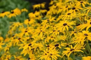 Rudbeckia fulgida var. deamii – Kúpvirág 9x9