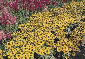 Rudbeckia hirta 'Toto Gold' – Borzas kúpvirág D14