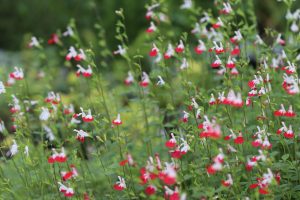 Salvia microphylla 'Hot Lips' – Kislevelű zsálya D14