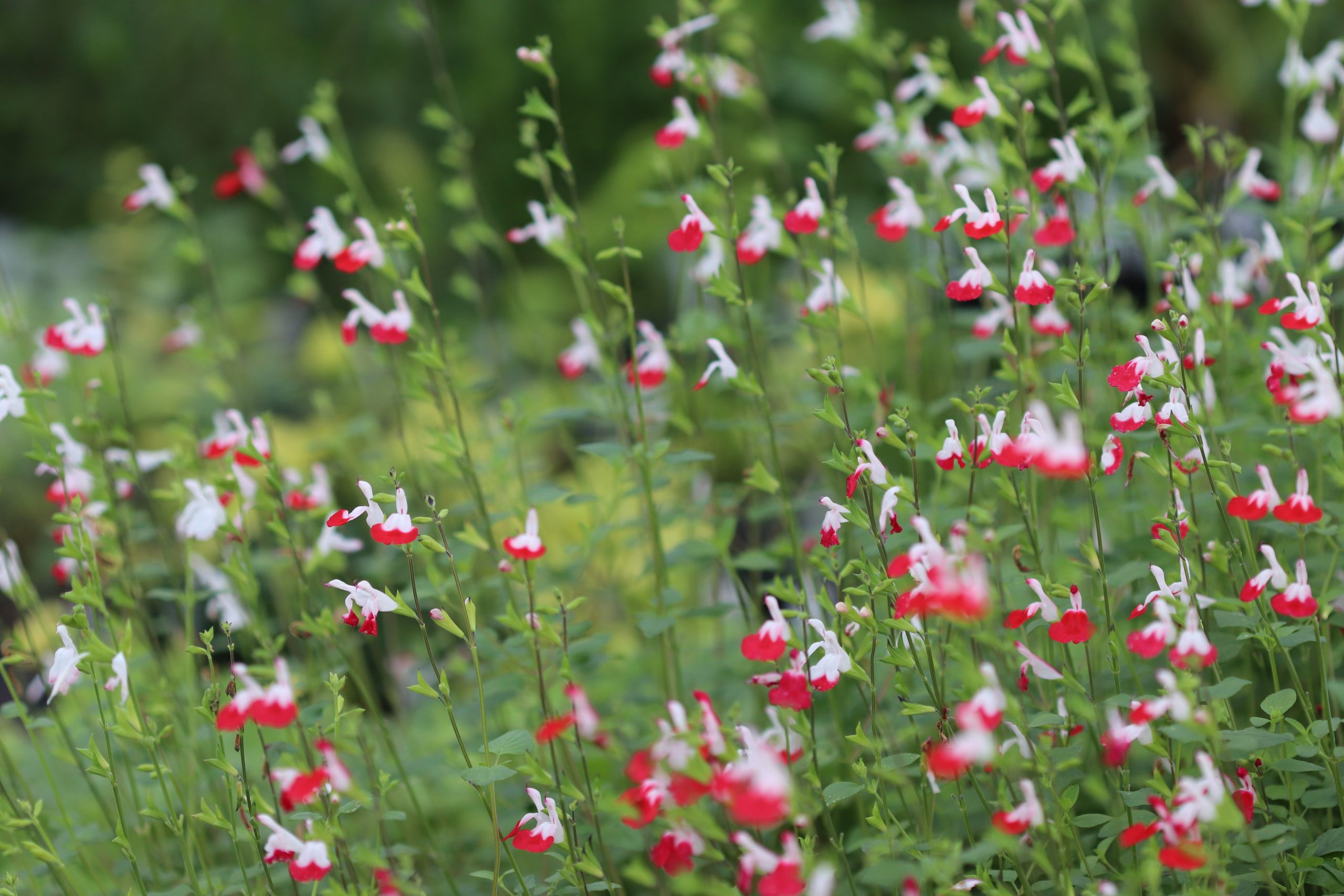 Salvia microphylla 'Hot Lips' – Kislevelű zsálya D14