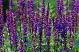 Salvia nemorosa 'Caradonna' - Ligeti zsálya D14