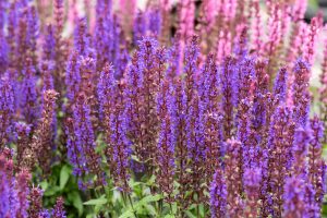 Salvia nemorosa 'Noche' - Ligeti zsálya D14