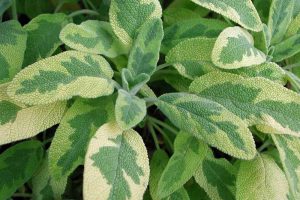 Salvia officinalis 'Icterina' – Orvosi zsálya D14