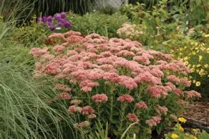 Sedum 'Autumn Fire' – Varjúháj D14