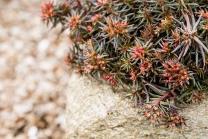 Sedum 'Chocolate Ball' - Varjúháj 9x9
