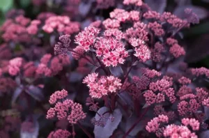 Sedum 'Purple Emperor' – Varjúháj D14