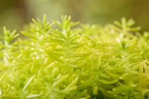 Sedum reflexum 'Yellow Cushion' – Kövi varjúháj 9x9