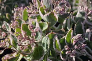 Sedum telephium 'La Vie En Rose' – Hegyi varjúháj D14