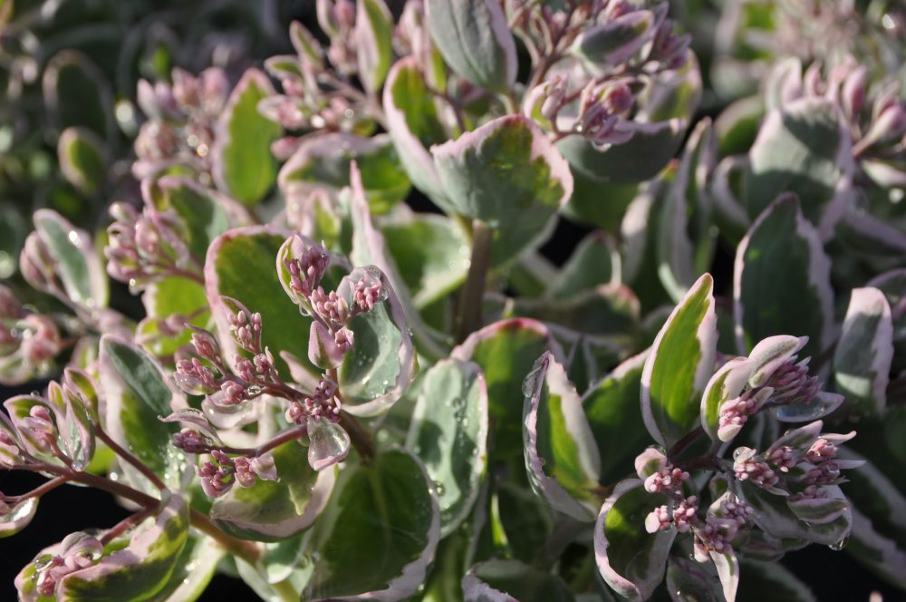 Sedum telephium 'La Vie En Rose' – Hegyi varjúháj D14