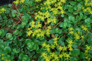 Sedum tetractinum – Varjúháj D14