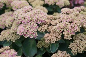Sedum ‘Seduction Pink Passion’ – Varjúháj D14