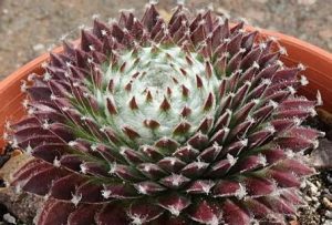 Sempervivum 'Koko Flanel' - Kövirózsa csp10,5