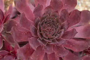 Sempervivum 'Othello' - Kövirózsa csp 10,5
