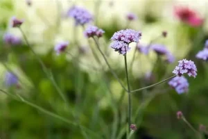 Verbena bonariensis 'Lollipop' – Ernyős verbéna D14