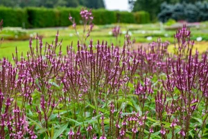 Verbena hastata ‘Pink Spires’ – Verbéna 9x9