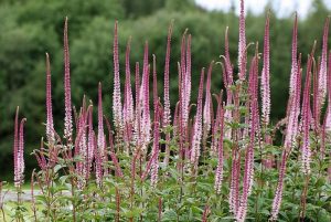 Veronicastrum sibiricum 'Red Arrows' - Szibériai veronika D14