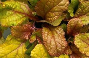 Ajuga reptans 'Best Buddies Caramel' - Indás ínfű 9x9